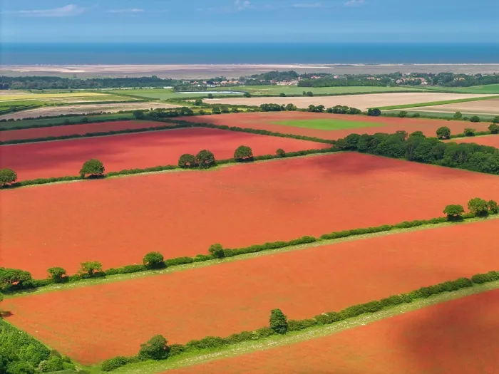 Framed Print : Aerial View over Poppy Fields, near Ringstead, Norfolk, England