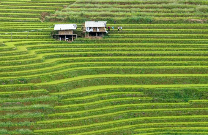 Framed Print : Aerial view of rice terraces, Mu Cang Chai, Northwest Vietnam, Asia Framed Print : Aerial view of rice terraces, Mu Cang Chai, Northwest Vietnam, Asia