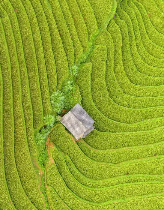 Framed Print : Aerial view of rice terraces, Mu Cang Chai, Northwest Vietnam, Asia Framed Print : Aerial view of rice terraces, Mu Cang Chai, Northwest Vietnam, Asia
