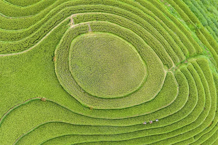 Framed Print : Aerial view of rice terraces, Mu Cang Chai, Northwest Vietnam, Asia