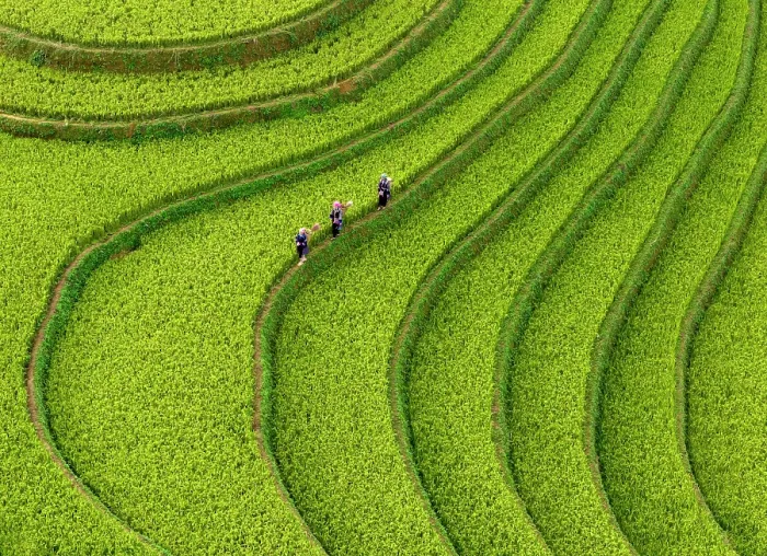 Framed Print : Aerial view of rice terraces, Mu Cang Chai, Northwest Vietnam, Asia