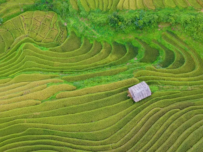 Framed Print : Aerial view of rice terraces, Mu Cang Chai, Northwest Vietnam, Asia Framed Print : Aerial view of rice terraces, Mu Cang Chai, Northwest Vietnam, Asia