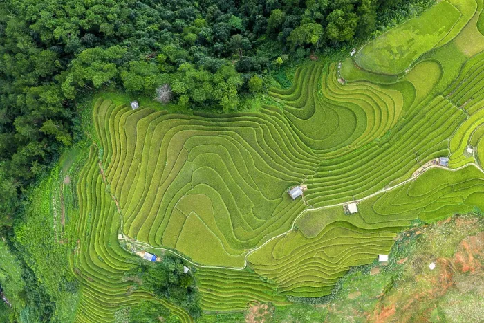 Framed Print : Aerial view of rice terraces, Mu Cang Chai, Northwest Vietnam, Asia Framed Print : Aerial view of rice terraces, Mu Cang Chai, Northwest Vietnam, Asia