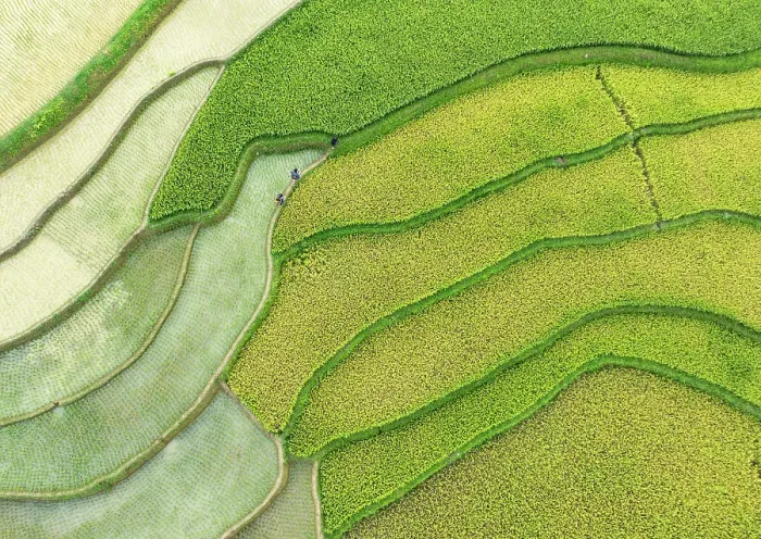 Framed Print : Aerial view of rice terraces, Tu Le, Yen Bai Province, Vietnam Framed Print : Aerial view of rice terraces, Tu Le, Yen Bai Province, Vietnam