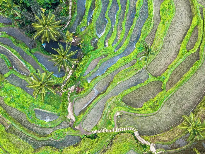 Framed Print : Aerial view of rolling green paddy terraces, Bali, Indonesia