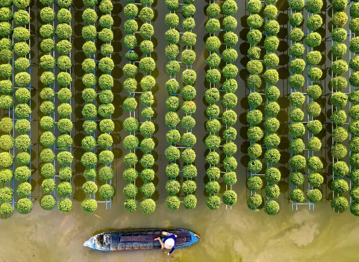 Framed Print : Aerial view of rows of chrysanthemums at Sa Dec flower village, Dong Thap Province, Meking Delta, Vietnam Framed Print : Aerial view of rows of chrysanthemums at Sa Dec flower village, Dong Thap Province, Meking Delta, Vietnam