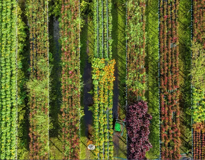 Framed Print : Aerial view of rows of plants at Sa Dec flower village, Dong Thap Province, Meking Delta, Vietnam Framed Print : Aerial view of rows of plants at Sa Dec flower village, Dong Thap Province, Meking Delta, Vietnam