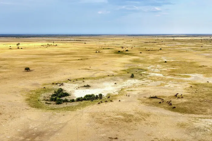 Framed Print : Aerial view of Salt Pans and Wildebeest, Makgadikgadi Salt Pans, Botswana Framed Print : Aerial view of Salt Pans and Wildebeest, Makgadikgadi Salt Pans, Botswana