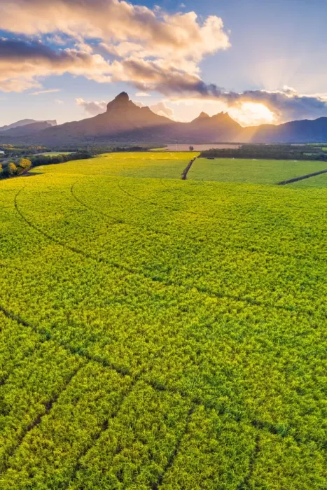 Framed Print : Aerial view of sugarcanes plantations with Rempart mountain and Trois mamelles mountain Framed Print : Aerial view of sugarcanes plantations with Rempart mountain and Trois mamelles mountain