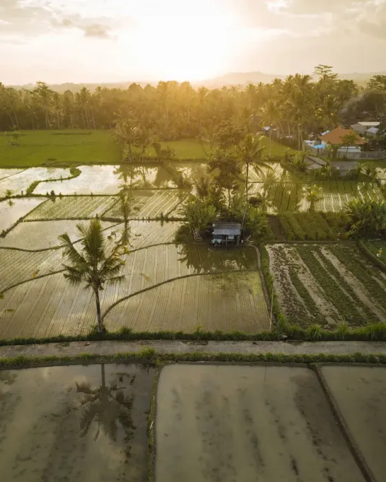 Framed Print : Aerial View of Sunset over Rice Fields near Sidemen, Bali, Indonesia Framed Print : Aerial View of Sunset over Rice Fields near Sidemen, Bali, Indonesia