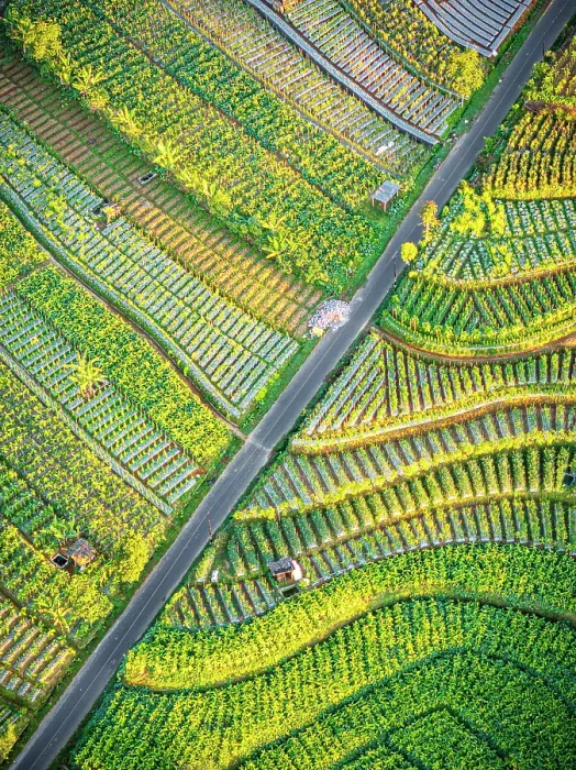 Framed Print : Aerial view of terraced fields at feet of Mount Sumbing, Nepal Van Java, Magelang, Central Java, Indonesia Framed Print : Aerial view of terraced fields at feet of Mount Sumbing, Nepal Van Java, Magelang, Central Java, Indonesia