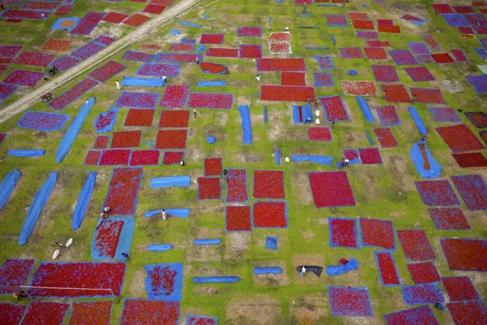 Framed Print : Aerial view of thousands of chilis are laid out to dry creating a patchwork effect