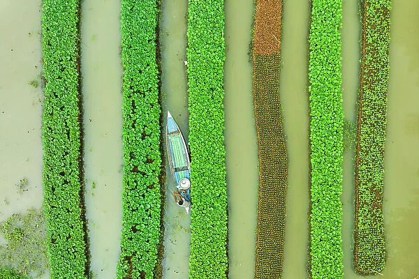 Aerial view of traditional floating vegetables garden along the creek in a plantation field in Nazipur, Barisal, Bangladesh