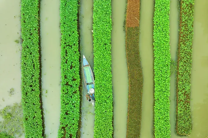 Framed Print : Aerial view of traditional floating vegetables garden along the creek in a plantation field in Nazipur, Barisal, Bangladesh Framed Print : Aerial view of traditional floating vegetables garden along the creek in a plantation field in Nazipur, Barisal, Bangladesh