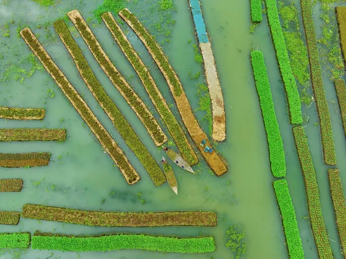 Framed Print : Aerial view of traditional floating vegetables garden along the creek in a plantation field in Nazipur, Barisal, Bangladesh