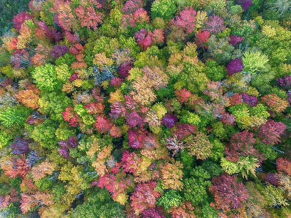 Aerial View Over Trees in Autumn, Vermont, New England, USA