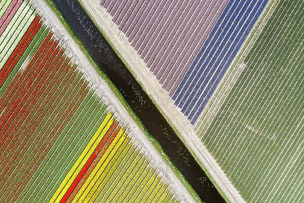 An aerial view of tulip fields near Lisse, North Holland, Netherlands