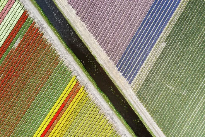 Framed Print : An aerial view of tulip fields near Lisse, North Holland, Netherlands