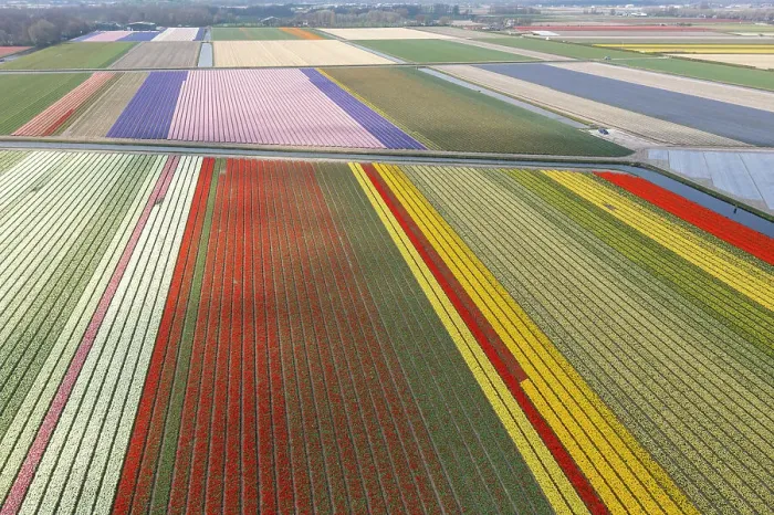 Framed Print : An aerial view of tulip fields near Lisse, North Holland, Netherlands Framed Print : An aerial view of tulip fields near Lisse, North Holland, Netherlands