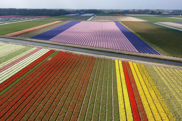 Framed Print : An aerial view of tulip fields near Lisse, North Holland, Netherlands Framed Print : An aerial view of tulip fields near Lisse, North Holland, Netherlands
