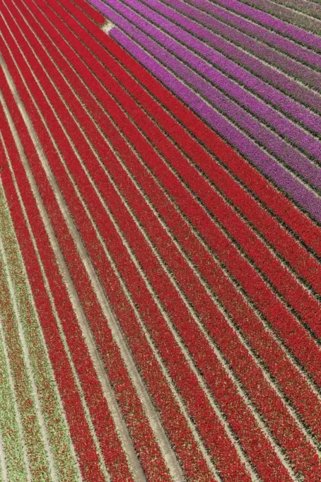 Framed Print : Aerial view of the tulip fields in North Holland, The Netherlands