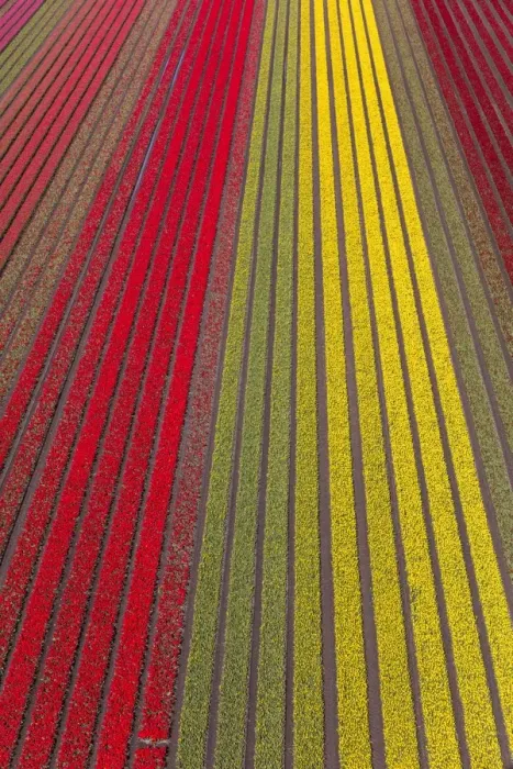 Framed Print : Aerial view of the tulip fields in North Holland, The Netherlands Framed Print : Aerial view of the tulip fields in North Holland, The Netherlands
