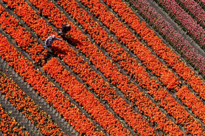 Framed Print : Aerial view of the tulip fields in North Holland, The Netherlands Framed Print : Aerial view of the tulip fields in North Holland, The Netherlands