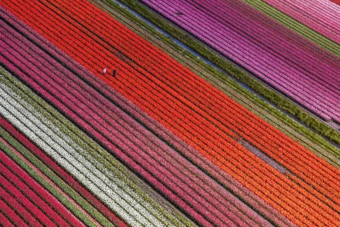 Framed Print : Aerial view of the tulip fields in North Holland, The Netherlands Framed Print : Aerial view of the tulip fields in North Holland, The Netherlands