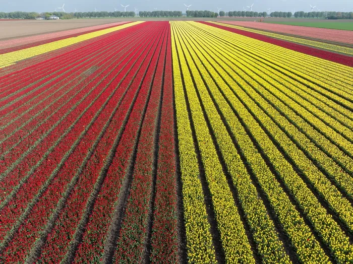 Framed Print : An aerial view of tulip fields, North Holland, Netherlands Framed Print : An aerial view of tulip fields, North Holland, Netherlands