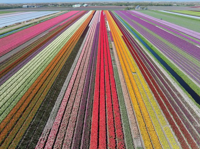 Framed Print : An aerial view of tulip fields, North Holland, Netherlands Framed Print : An aerial view of tulip fields, North Holland, Netherlands