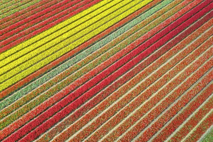 Framed Print : Aerial view of tulips stripes of various colors in spring. De Zilk, Noordwijk, Zuid-Holland district, Nederland Framed Print : Aerial view of tulips stripes of various colors in spring. De Zilk, Noordwijk, Zuid-Holland district, Nederland