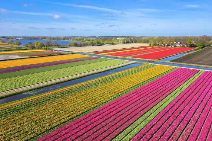 Framed Print : Aerial view of tulips stripes of various colors in spring. De Zilk, Noordwijk, Zuid-Holland district, Nederland
