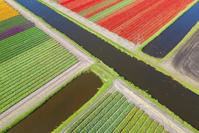 Framed Print : Aerial view of tulips stripes of various colors in spring. De Zilk, Noordwijk, Zuid-Holland district, Nederland Framed Print : Aerial view of tulips stripes of various colors in spring. De Zilk, Noordwijk, Zuid-Holland district, Nederland