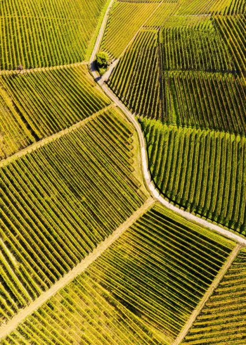 Framed Print : Aerial view of vineyard textures in autumn. Barolo wine region, Langhe, Piedmont, Italy
