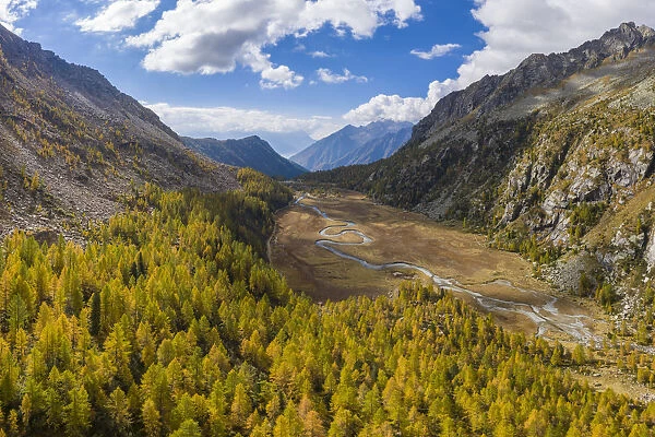 Aerial view of the winding Duino river and the larches in autumn in Preda Rossa valley