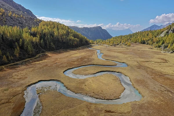 Aerial view of the winding Duino river and the larches in autumn in Preda Rossa valley
