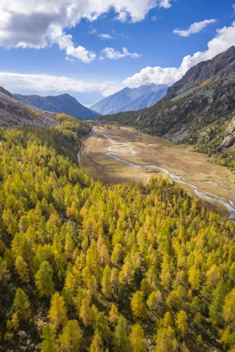 Framed Print : Aerial view of the winding Duino river and the larches in autumn in Preda Rossa valley Framed Print : Aerial view of the winding Duino river and the larches in autumn in Preda Rossa valley