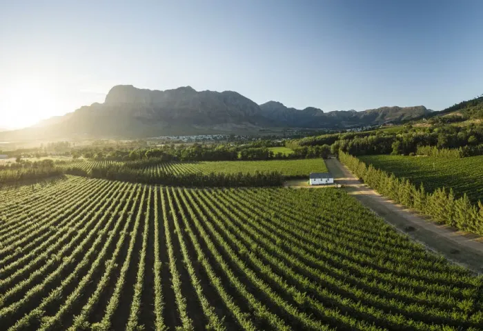 Framed Print : Aerial view of wine vineyards near Franschhoek, Western Cape, South Africa Framed Print : Aerial view of wine vineyards near Franschhoek, Western Cape, South Africa