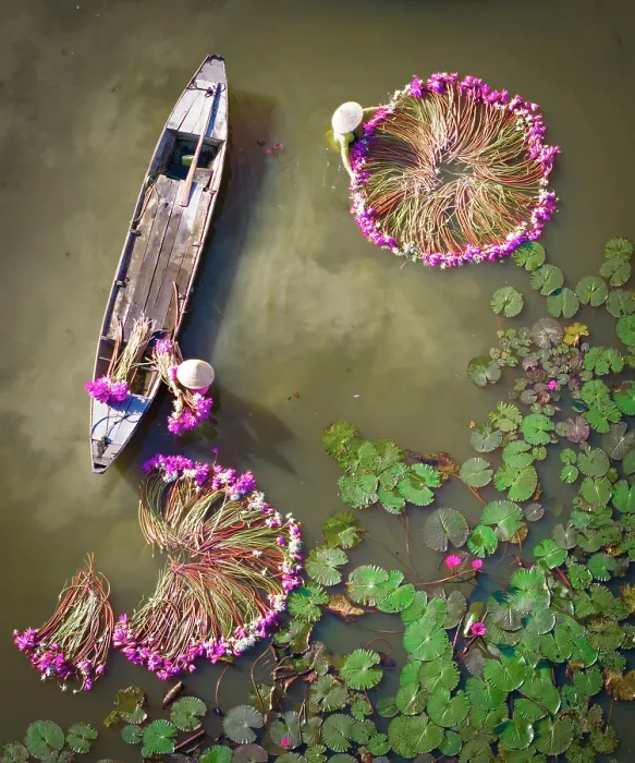 Framed Print : Aerial view of women harvesting water lilies, Long An, South Vietnam, Asia Framed Print : Aerial view of women harvesting water lilies, Long An, South Vietnam, Asia