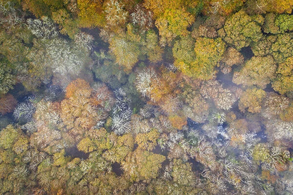 Aerial vista of deciduous woodland in fall colours, Devon, England