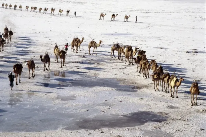 Framed Print : An Afar camel caravan crosses the salt flats of Lake Assal Framed Print : An Afar camel caravan crosses the salt flats of Lake Assal