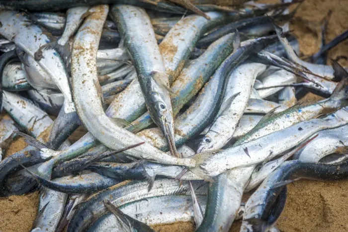 Framed Print : Africa, Benin, Grand Popo. Fresh fish at the market on the beach Framed Print : Africa, Benin, Grand Popo. Fresh fish at the market on the beach
