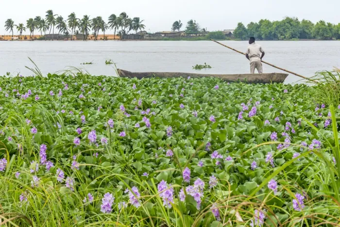 Framed Print : Africa, Benin, Grand Popo. Man with his canoe crossing the lagoon