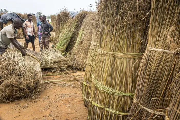 Framed Print : Africa, Benin, Grand Popo. Men selling reed grass for making sleeping mats Framed Print : Africa, Benin, Grand Popo. Men selling reed grass for making sleeping mats