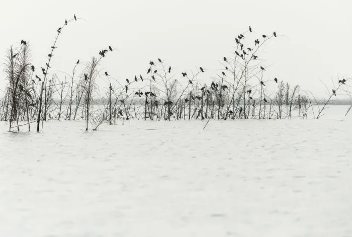 Framed Print : Africa, Benin, Lake NokouA. Birds near the fish farms close to Ganvie village Framed Print : Africa, Benin, Lake NokouA. Birds near the fish farms close to Ganvie village