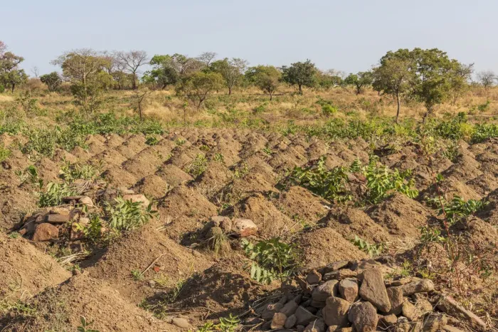 Framed Print : Africa, Benin, Taneka mountain. Cultivated field with cassava Framed Print : Africa, Benin, Taneka mountain. Cultivated field with cassava