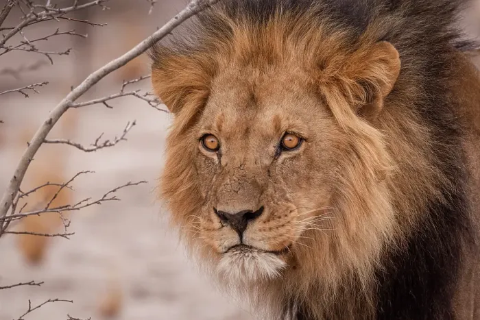 Framed Print : Africa, Botswana, Central Kalahari Game reserve. A beautiful male lion Framed Print : Africa, Botswana, Central Kalahari Game reserve. A beautiful male lion