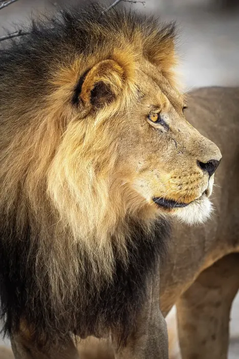 Framed Print : Africa, Botswana, Central Kalahari Game reserve. A beautiful male lion Framed Print : Africa, Botswana, Central Kalahari Game reserve. A beautiful male lion