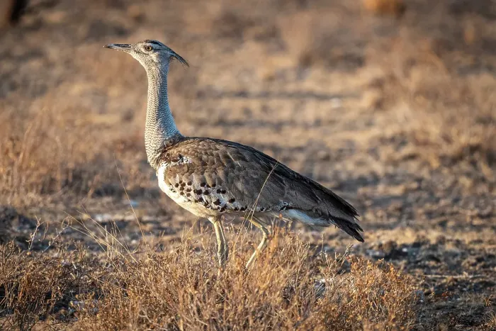 Framed Print : Africa, Botswana, Central Kalahari Game reserve. A Kori bustard walking on the ground Framed Print : Africa, Botswana, Central Kalahari Game reserve. A Kori bustard walking on the ground
