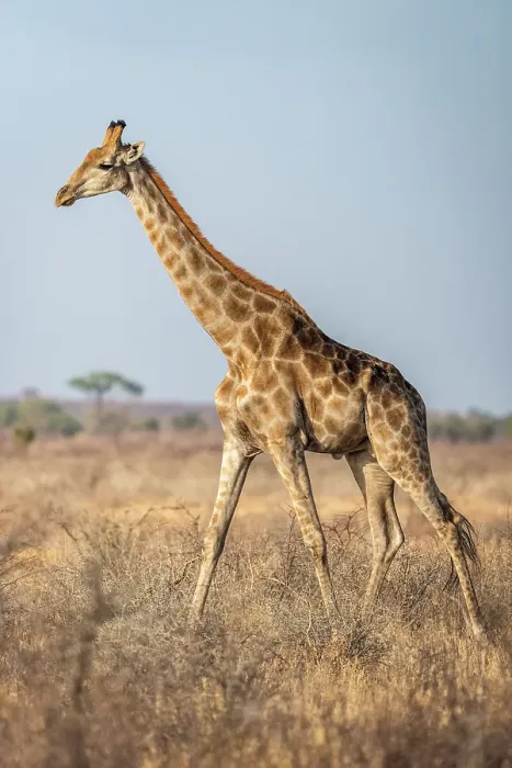 Framed Print : Africa, Botswana, Central Kalahari Game reserve. A giraffe walking in the savanna Framed Print : Africa, Botswana, Central Kalahari Game reserve. A giraffe walking in the savanna